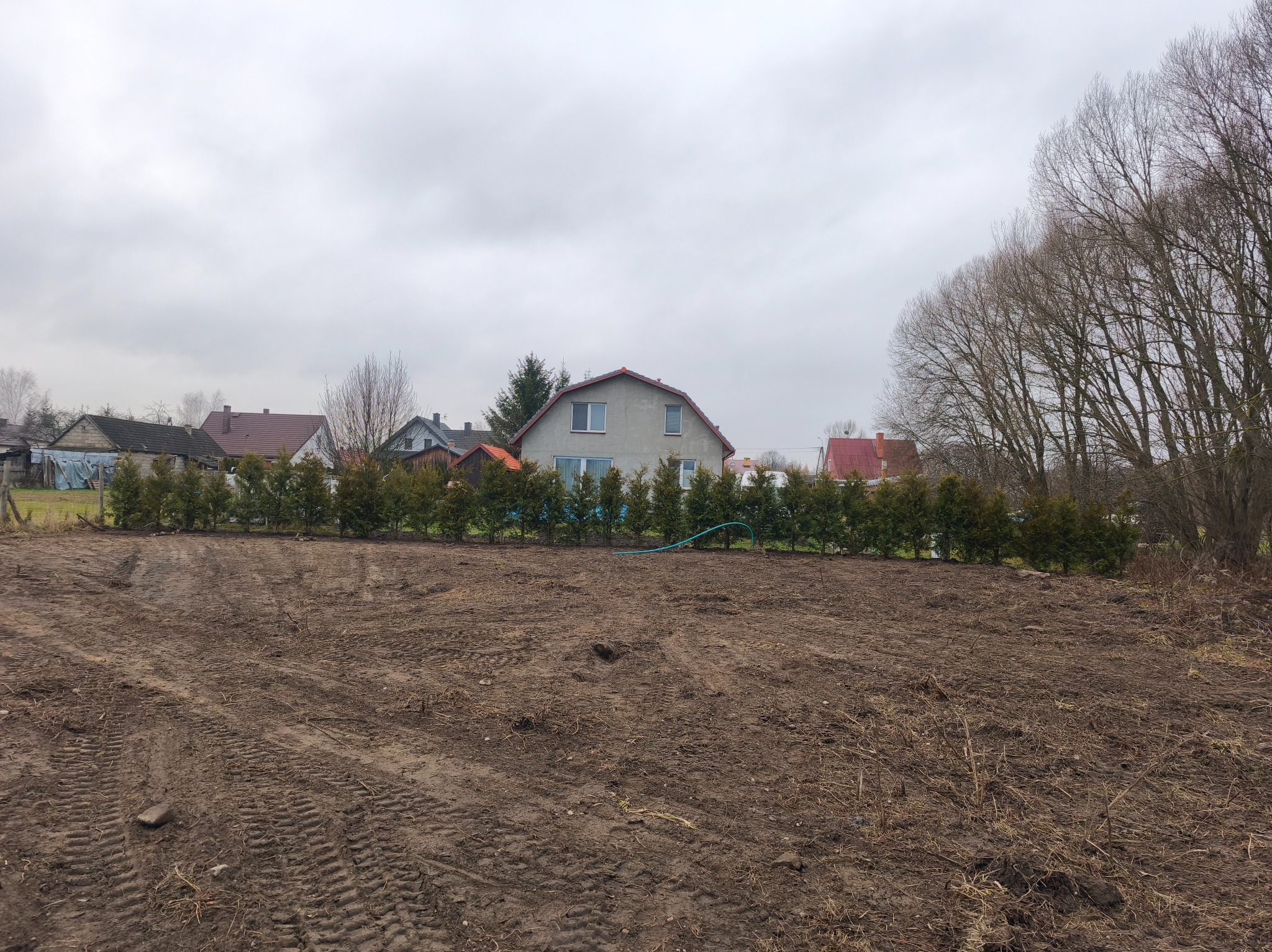 Teren został wyrównany i posadzone tuje wysokości 2m