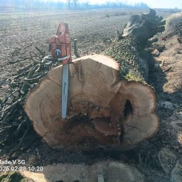 Dąb - 172 cm średnicy