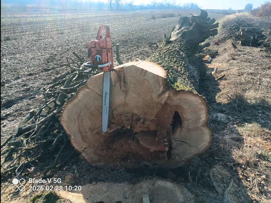 Dąb - 172 cm średnicy