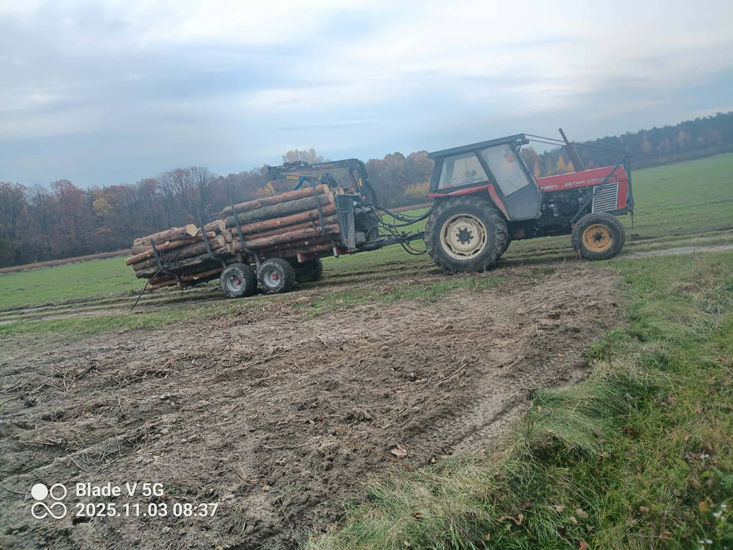 Czerwony traktor Zetor z przyczepą wypełnioną ściętymi pniami drzew na błotnistym polu, w tle las i pochmurne niebo. Widoczny fragment lasu.
