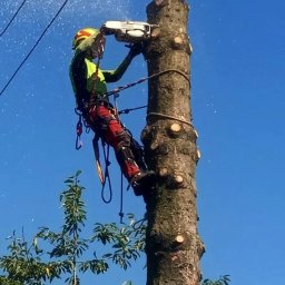 Wycinka drzew Skowarcz 1