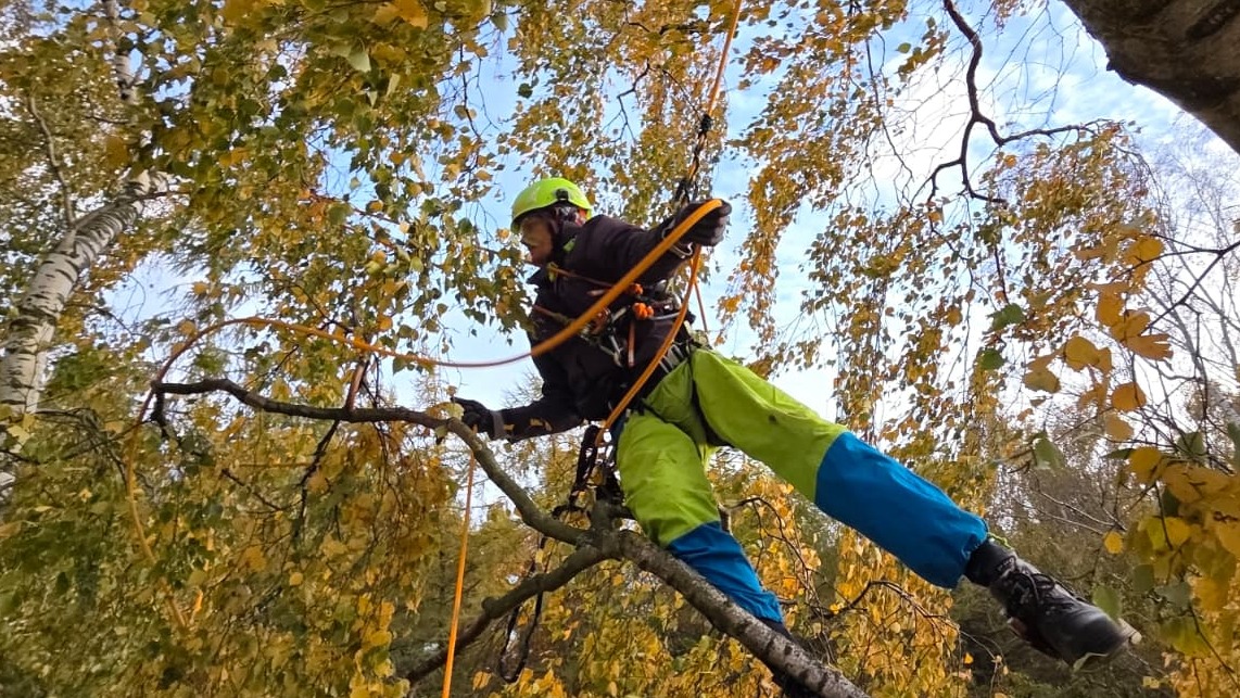 Arborysta w kasku i uprzęży, w trakcie pracy na drzewie z żółtymi liśćmi, zabezpieczony linami. Widok z dołu na tle błękitnego nieba.