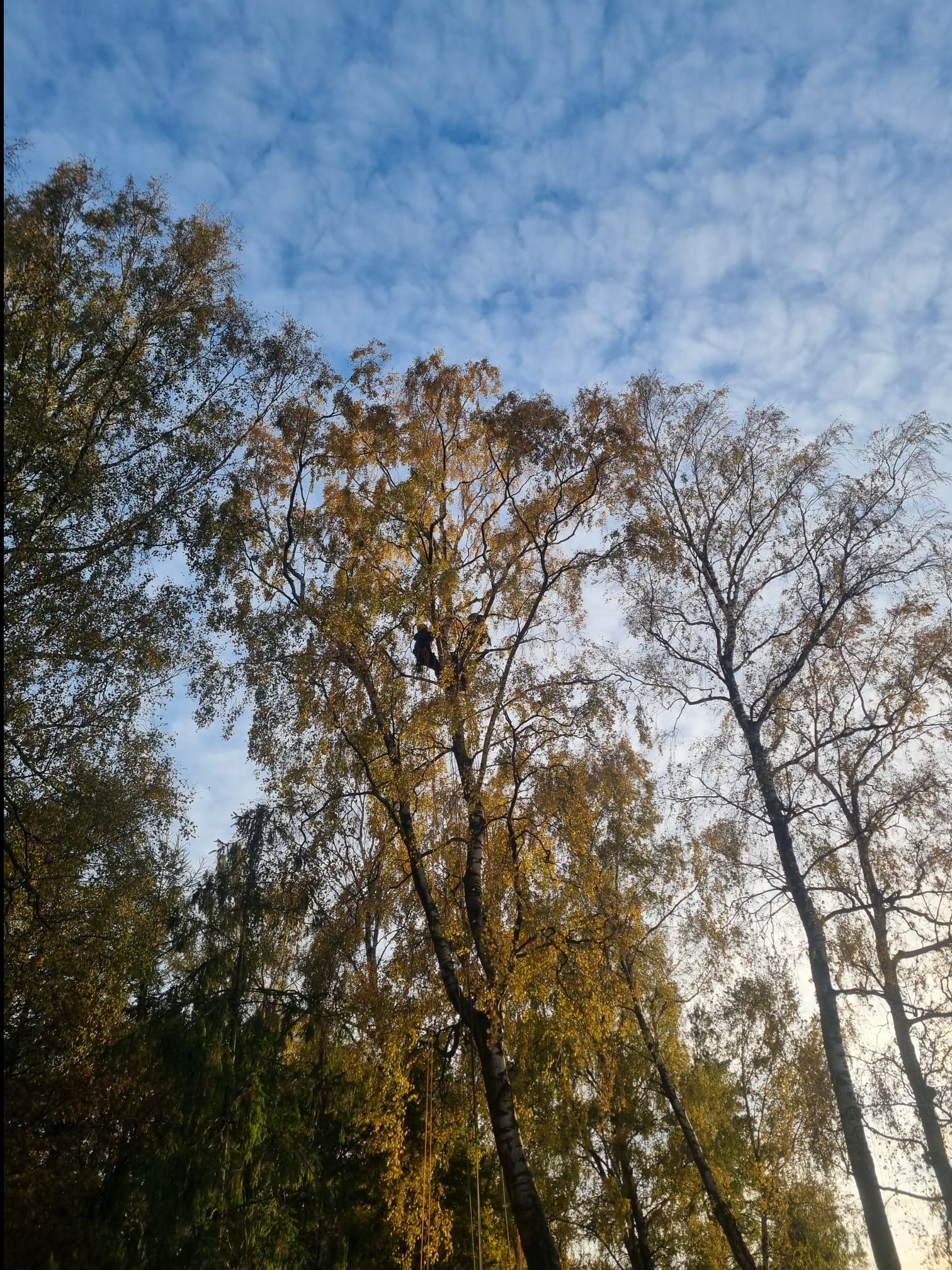 Arborysta w koronie drzewa podczas przycinania gałęzi na tle błękitnego nieba z chmurami. Widok z dołu, jesienne barwy liści.