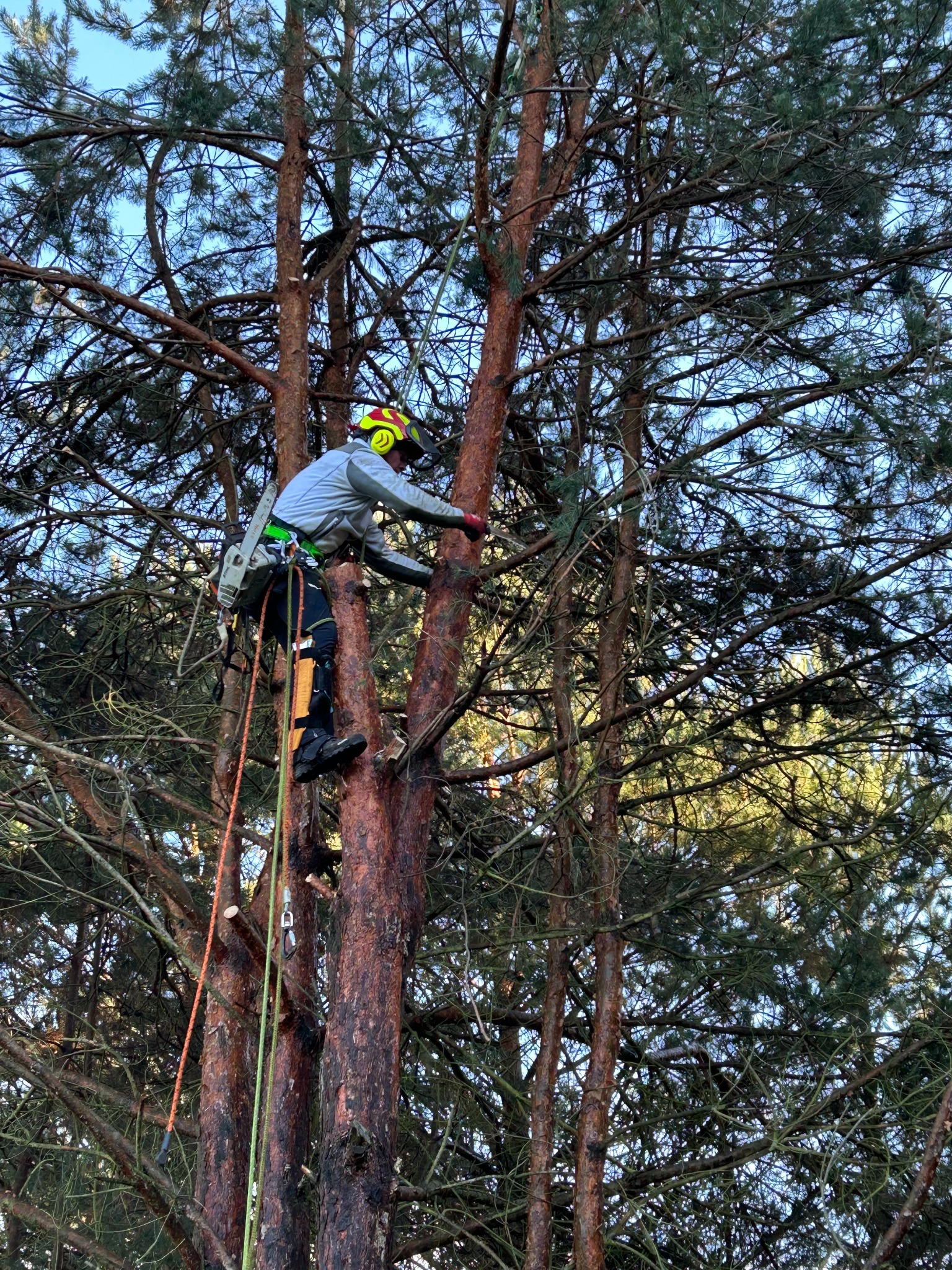 wycinka drzew trudnodostępnych metodą alpinistyczną