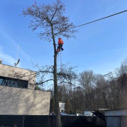 MK Prace Wysokościowe - Wycinka drzew