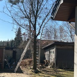 GreenCut - Drzewo przed wycinką w Łodzi, z drabiną opartą o pień i stertą gałęzi u podstawy. Widoczny budynek gospodarczy i fragment dachu domu.