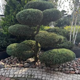 VlaMaks - Formowane drzewko iglaste w ogrodzie, otoczone kamieniami i kostką brukową. Widoczne inne rośliny i ogrodzenie w tle. Słoneczny dzień.