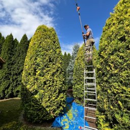 VlaMaks - Mężczyzna na drabinie przycina wysokie tuje nożycami na wysięgniku. Niebieska plandeka zbiera ścięte gałęzie. Błękitne niebo w tle.