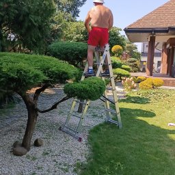 VlaMaks - Mężczyzna na drabinie przycina ozdobne drzewo w ogrodzie. W tle dom z brązowym dachem i inne rośliny. Widoczne świeżo ścięte gałęzie na trawniku.