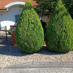 VlaMaks - Dwa formowane, zielone krzewy w kształcie łzy przed domem z czerwoną dachówką i szarym chodnikiem. Osoba przycina krzewy. Dekoracyjny żwir.