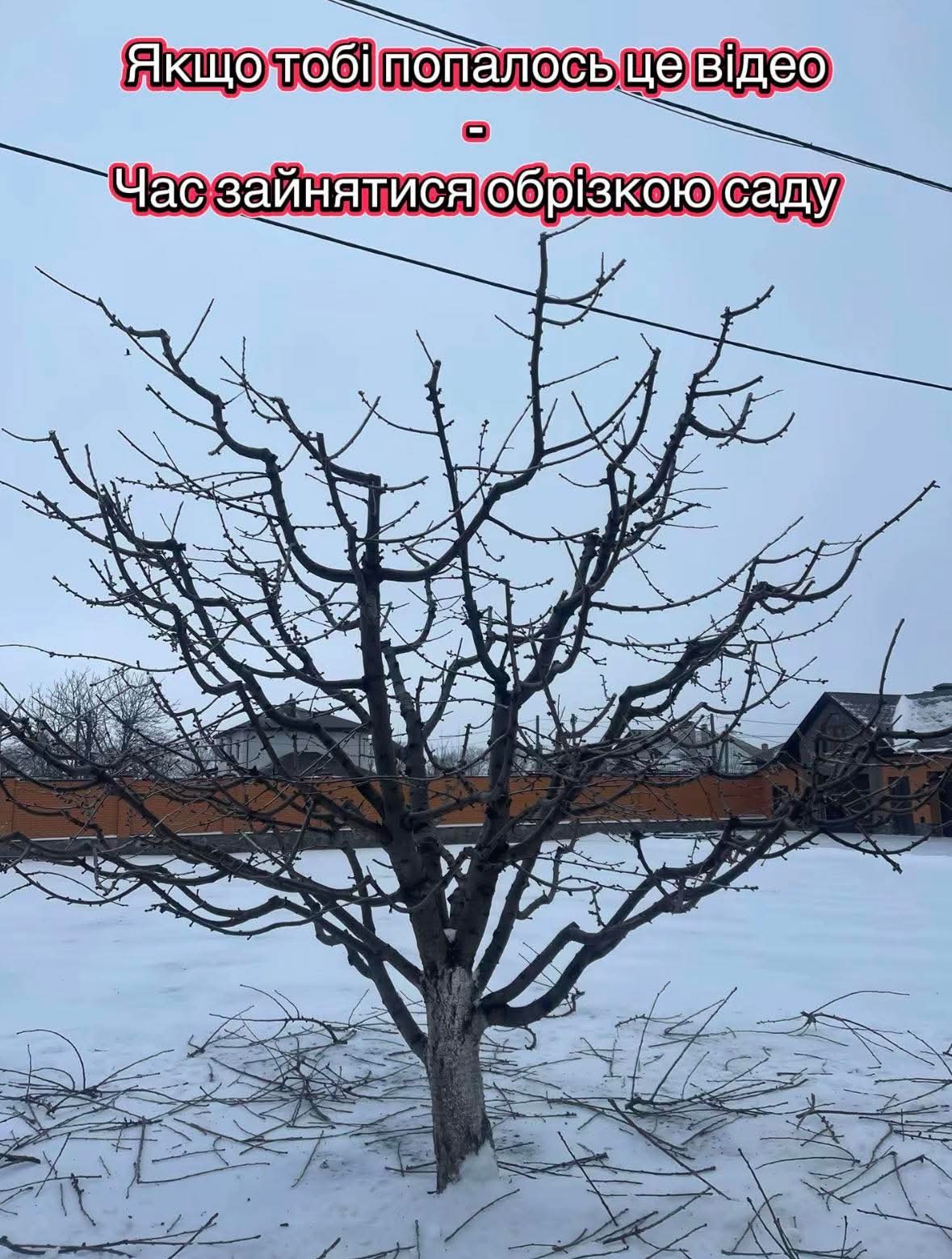 Drzewo owocowe po przycince zimowej, z widocznymi śladami cięcia na tle zaśnieżonego ogrodu i zabudowań. Gałęzie bez liści, przygotowane do wiosennego wzrostu.