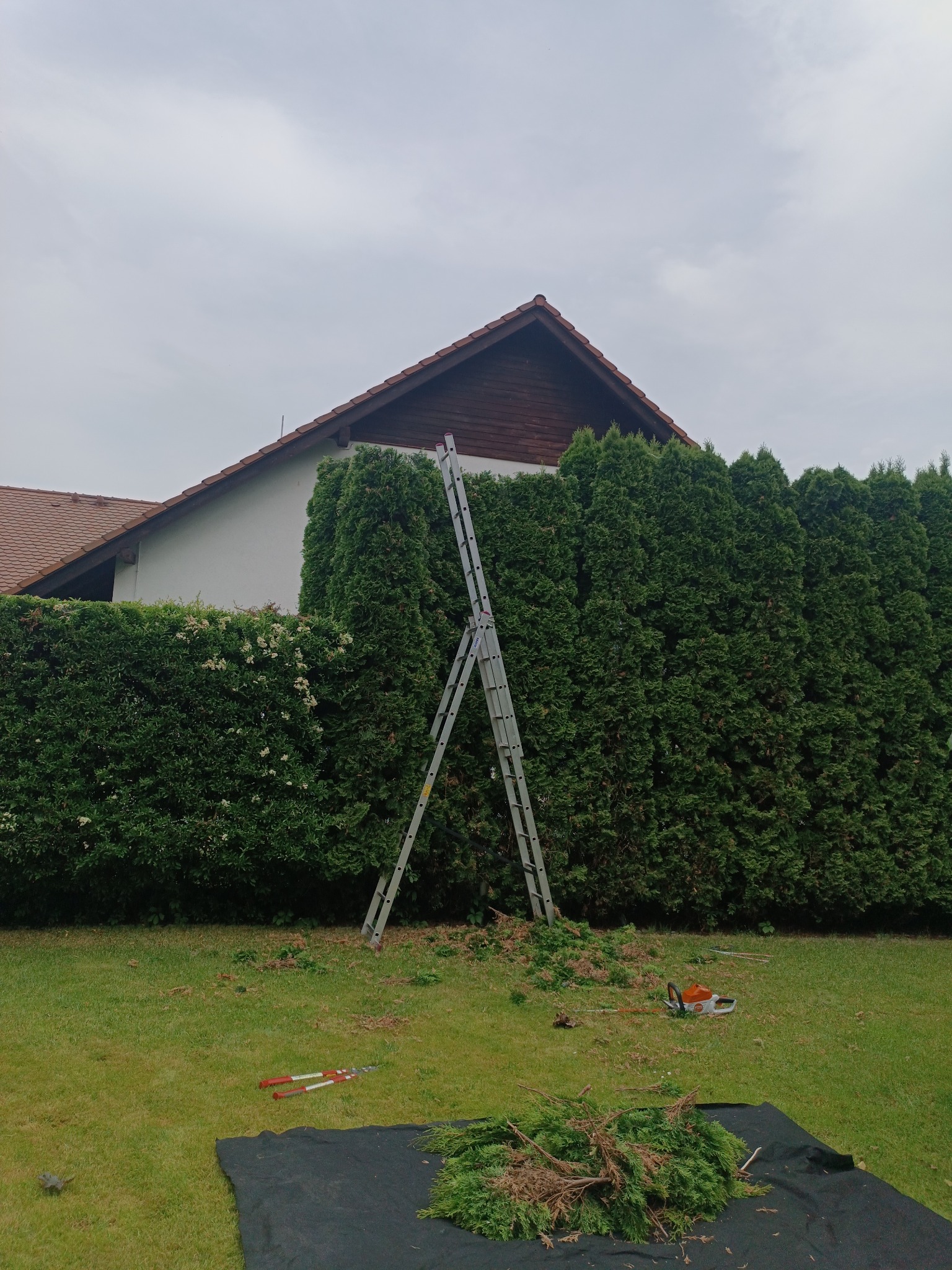 Drabina oparta o żywopłot, obok leżą narzędzia: nożyce, pilarka i gałęzie na czarnej plandece. W tle dom z brązowym dachem.
