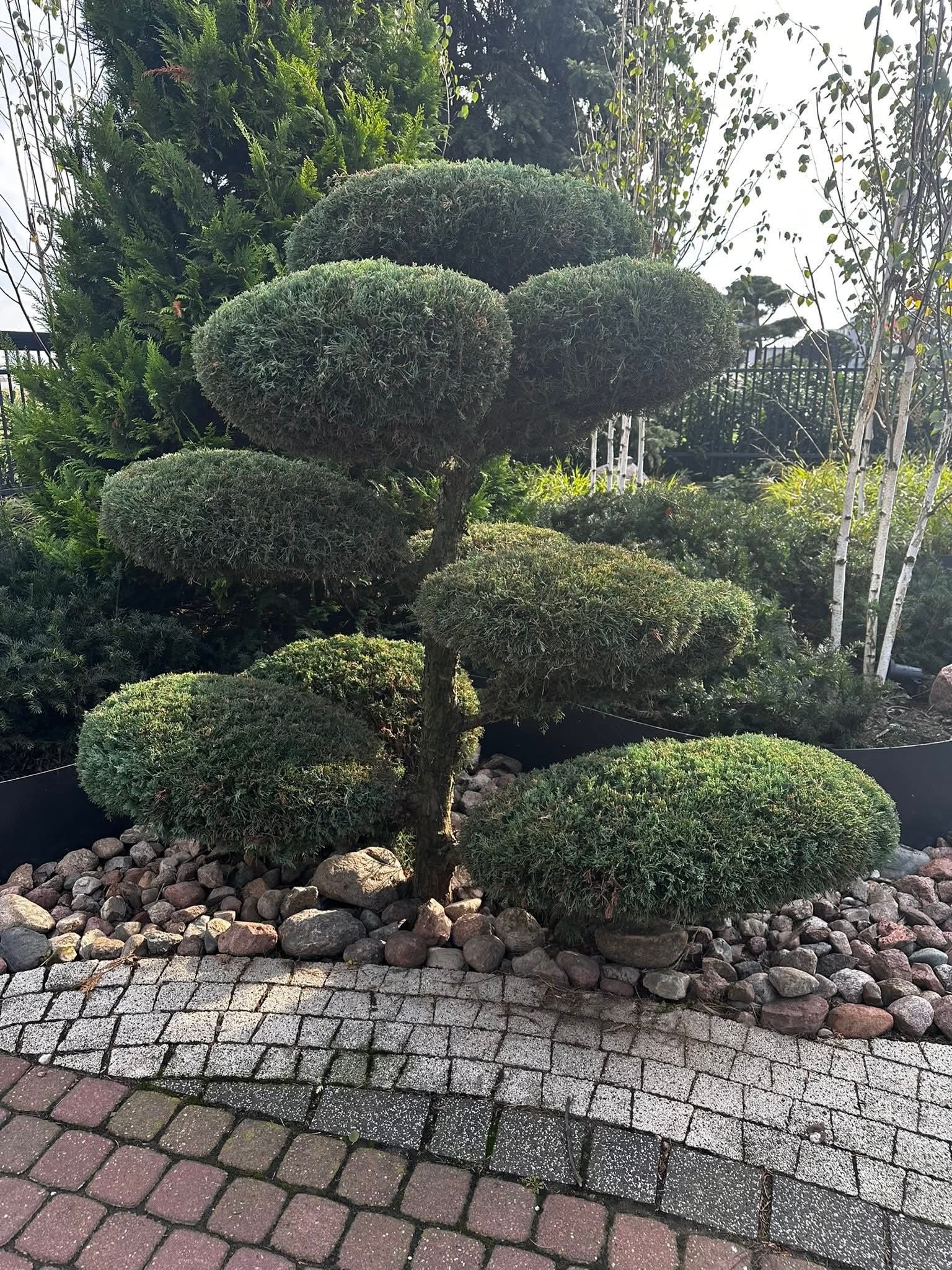 Formowane drzewko iglaste w ogrodzie, otoczone kamieniami i kostką brukową. Widoczne inne rośliny i ogrodzenie w tle. Słoneczny dzień.