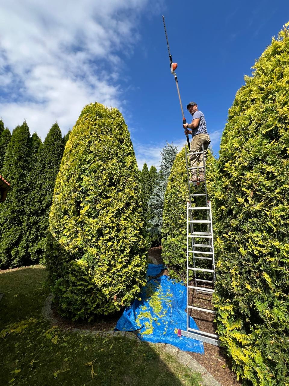 Mężczyzna na drabinie przycina wysokie tuje nożycami na wysięgniku. Niebieska plandeka zbiera ścięte gałęzie. Błękitne niebo w tle.