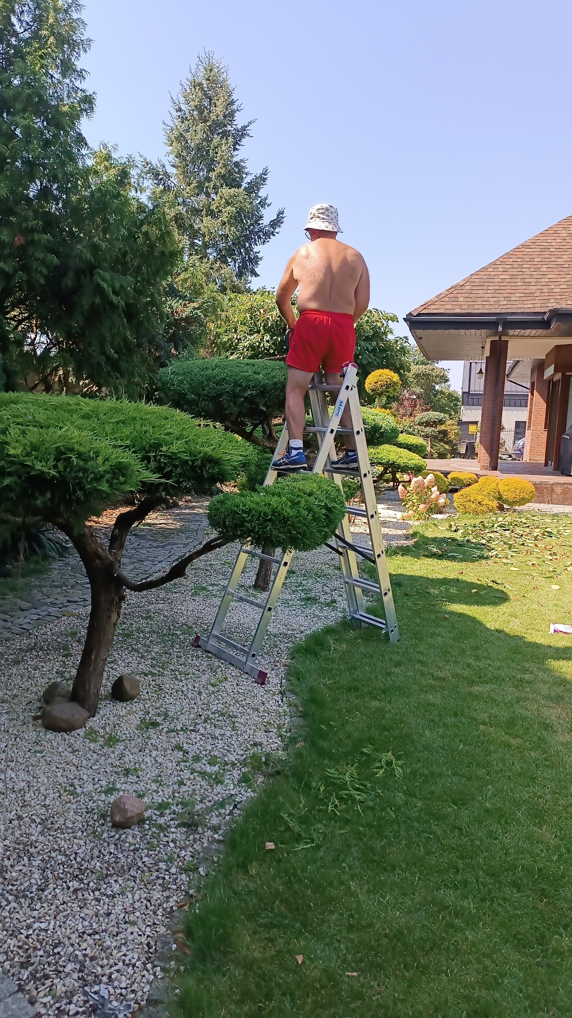 Mężczyzna na drabinie przycina ozdobne drzewo w ogrodzie. W tle dom z brązowym dachem i inne rośliny. Widoczne świeżo ścięte gałęzie na trawniku.