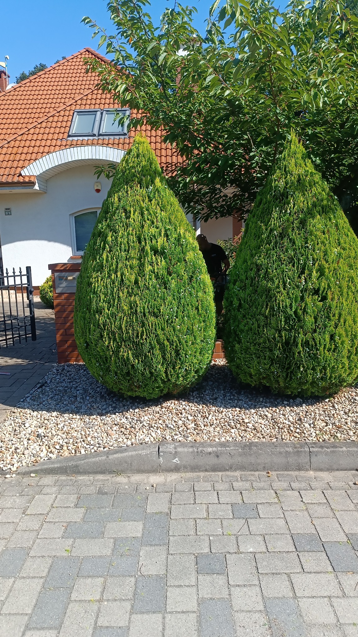 Dwa formowane, zielone krzewy w kształcie łzy przed domem z czerwoną dachówką i szarym chodnikiem. Osoba przycina krzewy. Dekoracyjny żwir.