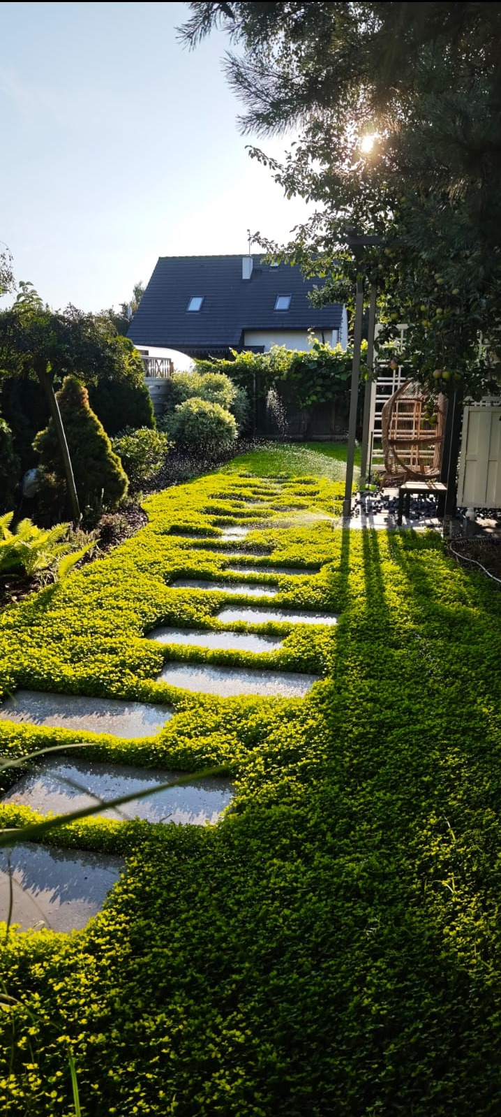Ścieżka z płyt w ogrodzie, porośnięta niską, gęstą roślinnością. W tle dom z ciemnym dachem i drzewa. Słońce prześwieca przez korony drzew.