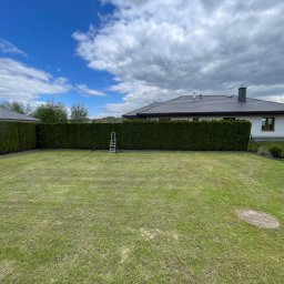 Zadbany trawnik z równo przyciętym żywopłotem z tuj, drabina oparta o żywopłot, dom w tle. Zieleń trawy kontrastuje z ciemną zielenią żywopłotu.