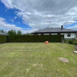 Równy, zielony żywopłot z tui szmaragd na tle domu jednorodzinnego i błękitnego nieba z chmurami. Na trawniku leży pomarańczowy worek i stoi drabina.