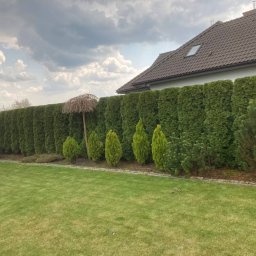 Równy, wysoki żywopłot z tui szmaragd, ozdobne drzewka i trawnik przed domem jednorodzinnym w słoneczny dzień. Widok na zadbany ogród.