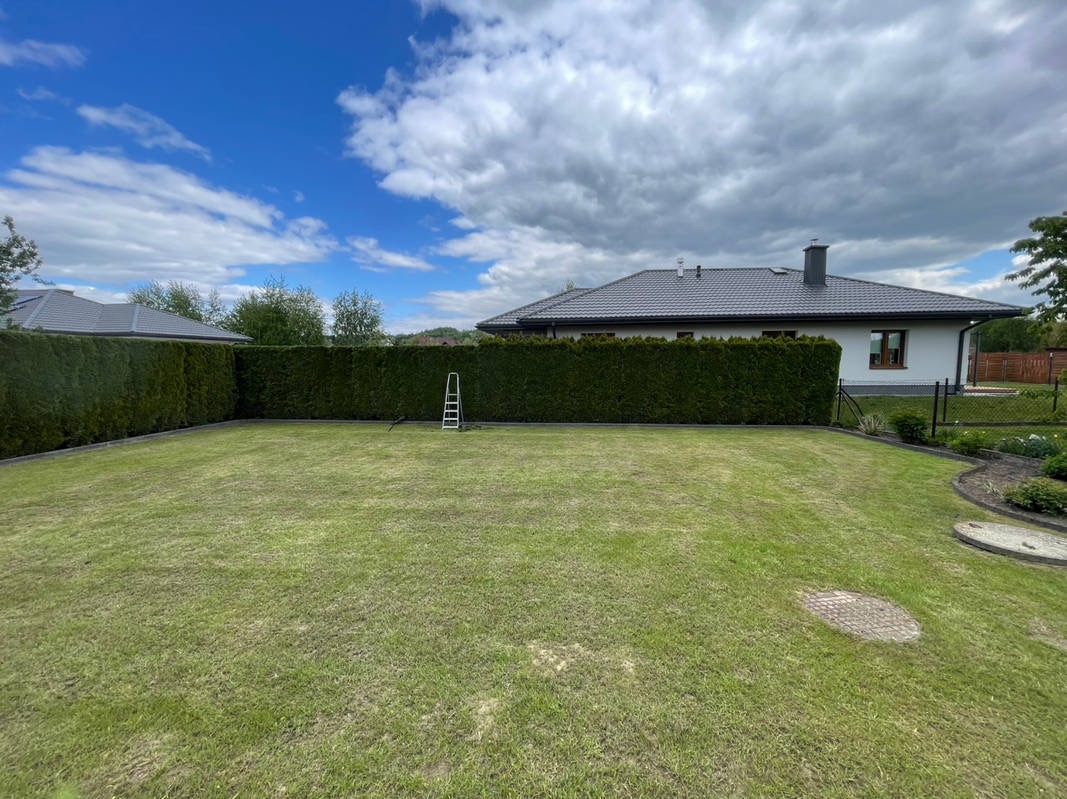 Zadbany trawnik z równo przyciętym żywopłotem z tuj, drabina oparta o żywopłot, dom w tle. Zieleń trawy kontrastuje z ciemną zielenią żywopłotu.