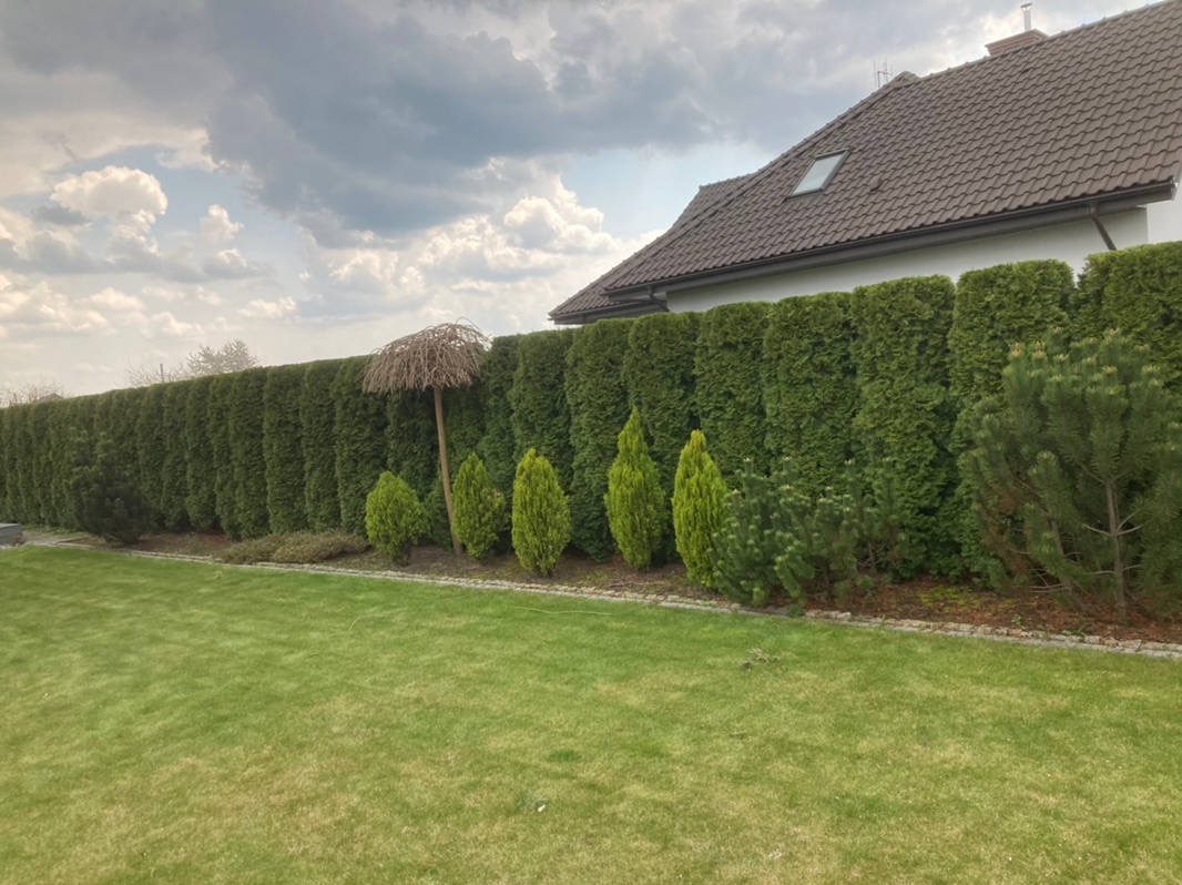 Równy, wysoki żywopłot z tui szmaragd, ozdobne drzewka i trawnik przed domem jednorodzinnym w słoneczny dzień. Widok na zadbany ogród.