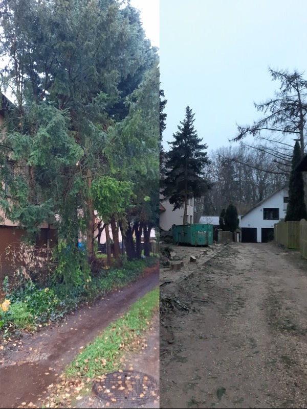 Zdjęcie typu 'przed i po' wycinki drzew: po lewej stronie gęste drzewa i krzewy, po prawej teren po wycince z widocznymi pniakami i kontenerem na odpady zielone.