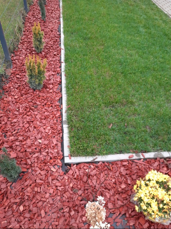 Rabata z czerwoną korą, młodymi iglakami i kwitnącymi chryzantemami, oddzielona od trawnika betonowym obrzeżem. Widok z góry, po pielęgnacji.