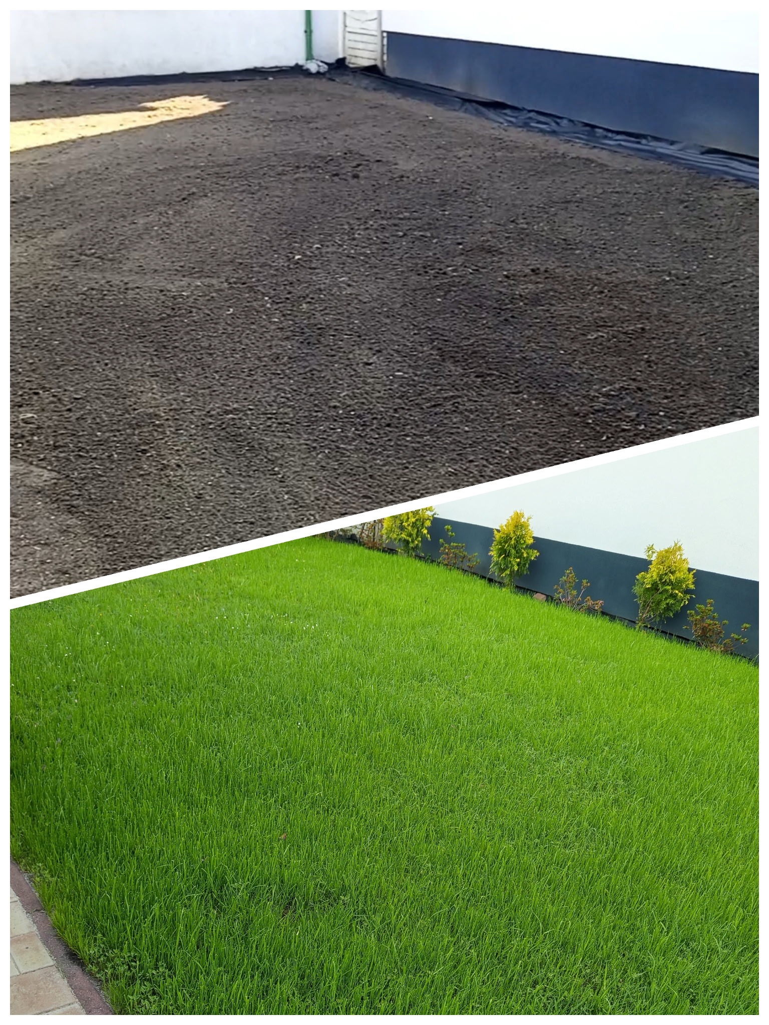 Zdjęcie 'przed i po' przedstawia przygotowane podłoże pod trawnik i bujną, zieloną trawę z rolki przy białym murze z nasadzeniami. Układ pionowy.