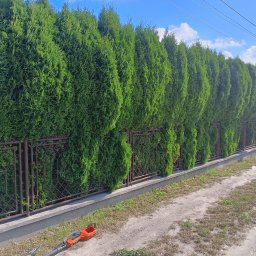 GREENGARDEN Łukasz Jaskólski - Równy szpaler zielonych tuj, tworzących żywopłot wzdłuż metalowego ogrodzenia. Na pierwszym planie leży pomarańczowy sekator do żywopłotu.