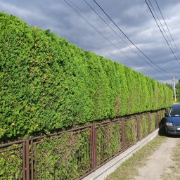 GREENGARDEN Łukasz Jaskólski - Długi, równo przycięty żywopłot z tui, oddzielający posesję od drogi. W tle pochmurne niebo i zaparkowany niebieski samochód. Widoczny fragment metalowego ogrodzenia.
