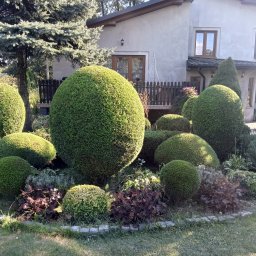 GREENGARDEN Łukasz Jaskólski - Ogród z formowanymi krzewami w kształcie kul i stożków, obwódka z kamieni, dom w tle. Starannie utrzymana zieleń.