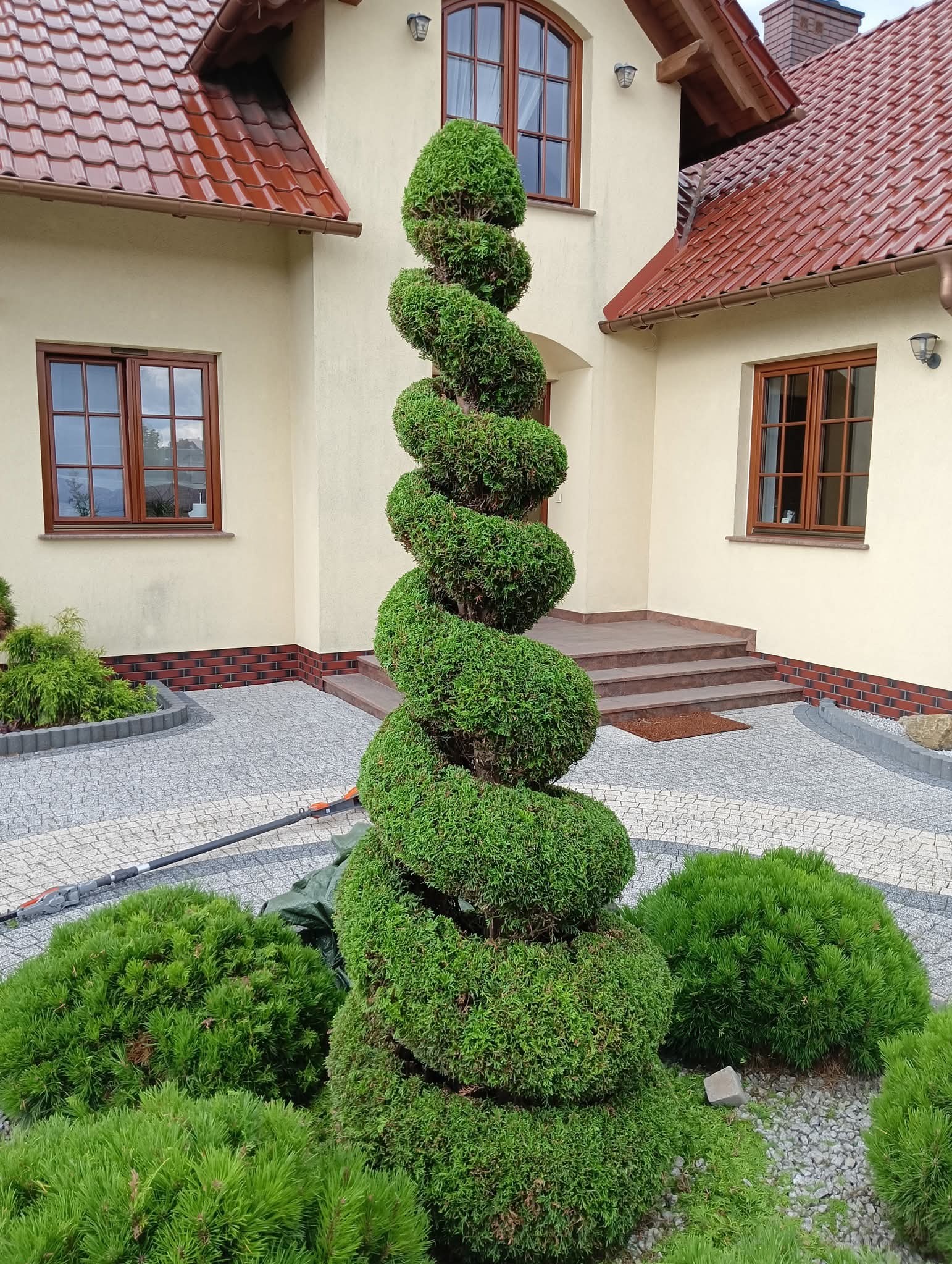 Ogród z formowanym spiralnie drzewem iglastym na tle domu z brązową stolarką okienną i kostką brukową. Widoczne narzędzia ogrodnicze.