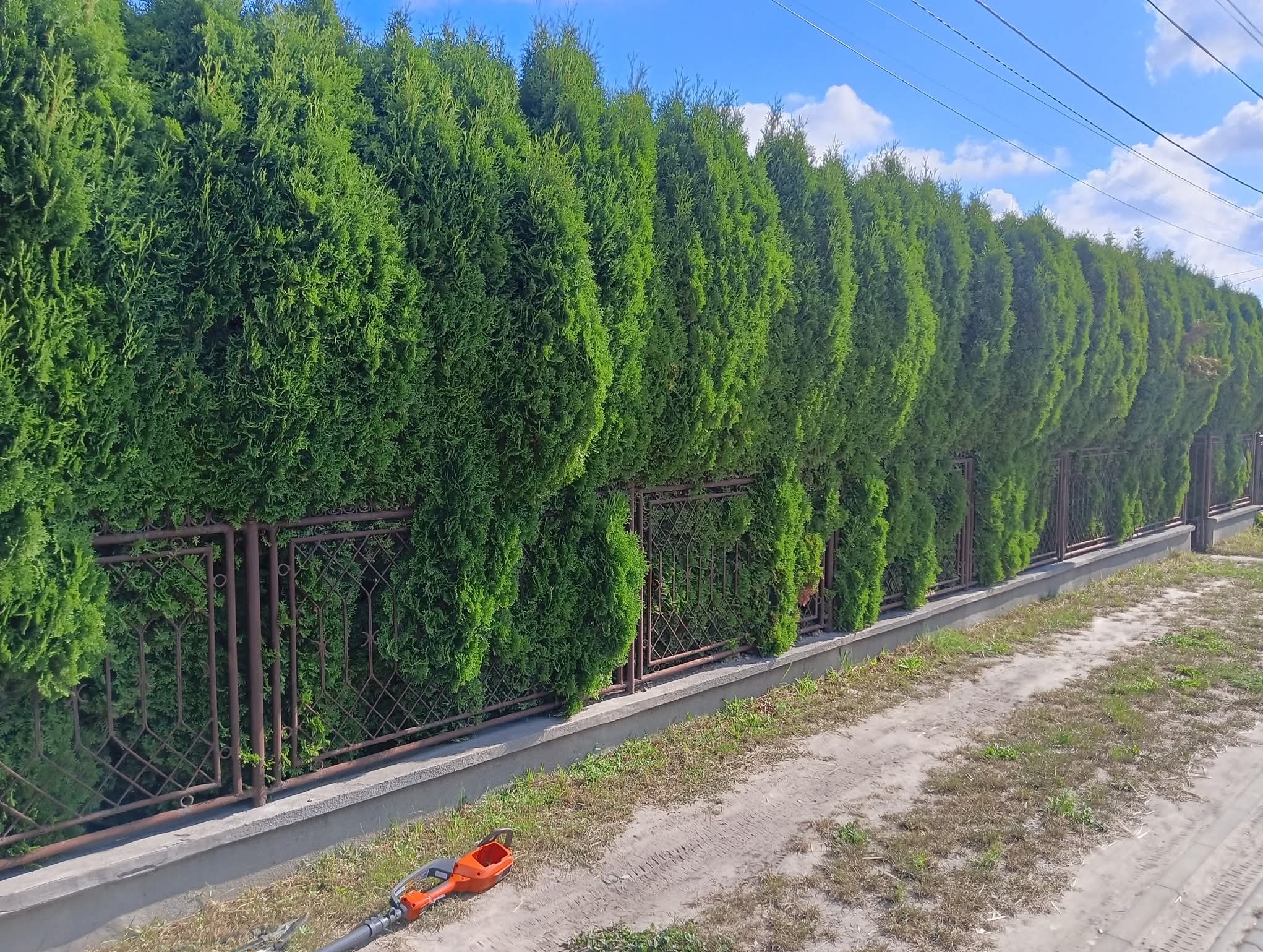 Równy szpaler zielonych tuj, tworzących żywopłot wzdłuż metalowego ogrodzenia. Na pierwszym planie leży pomarańczowy sekator do żywopłotu.