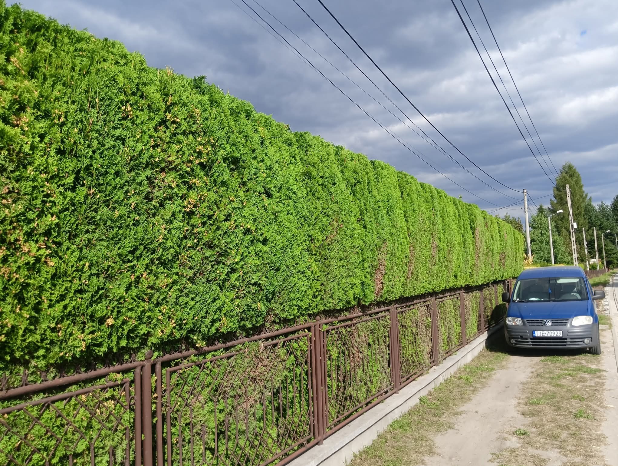 Długi, równo przycięty żywopłot z tui, oddzielający posesję od drogi. W tle pochmurne niebo i zaparkowany niebieski samochód. Widoczny fragment metalowego ogrodzenia.