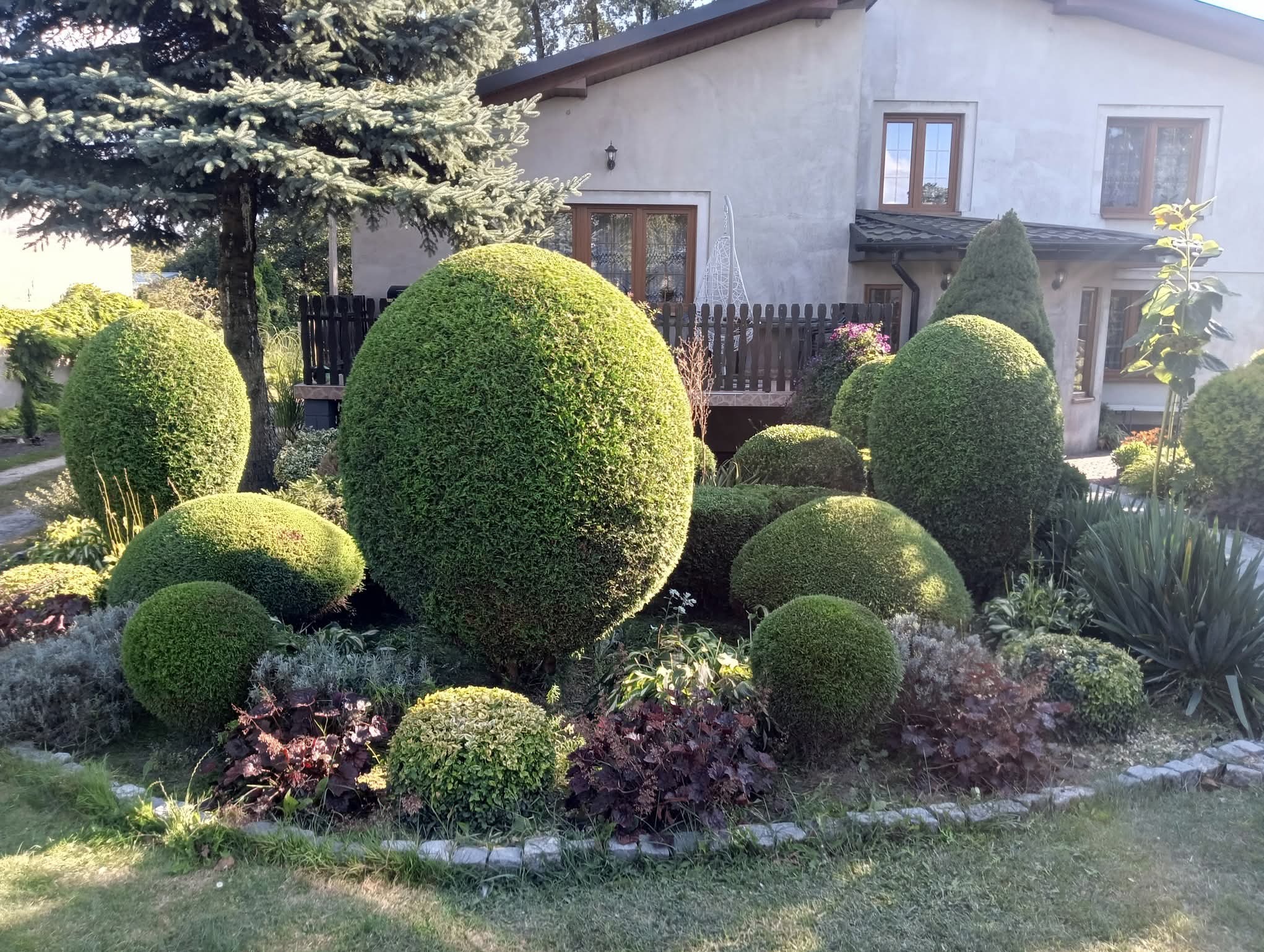 Ogród z formowanymi krzewami w kształcie kul i stożków, obwódka z kamieni, dom w tle. Starannie utrzymana zieleń.