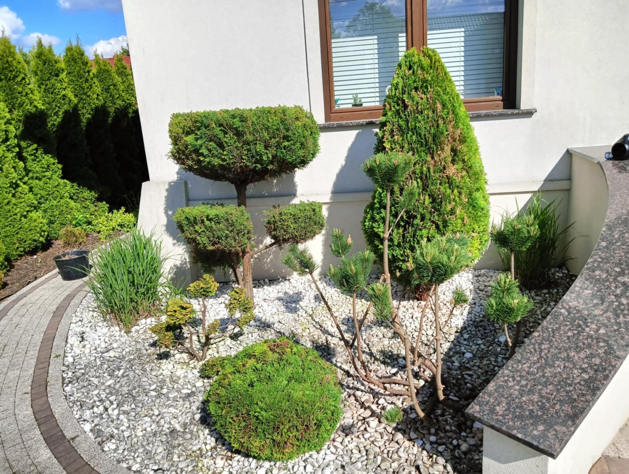 Ogród z formowanymi krzewami i drzewami iglastymi na białym żwirze, obok ścieżki z kostki. Widoczne okno budynku i tuje w tle.