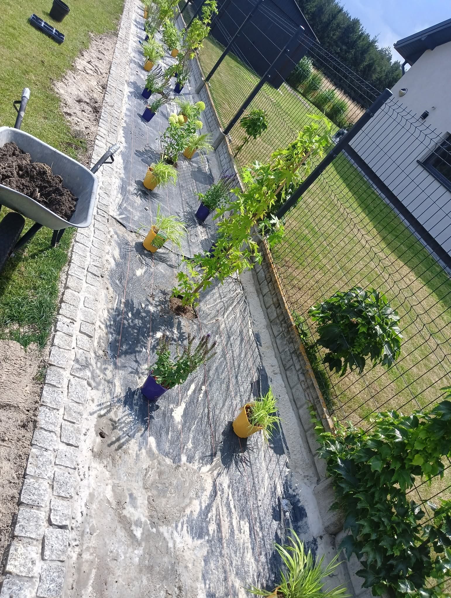 Przygotowanie do nasadzeń: rząd roślin w doniczkach na agrowłókninie, obok wykończona kostka brukowa i taczka z ziemią. Widok z góry, słoneczny dzień.