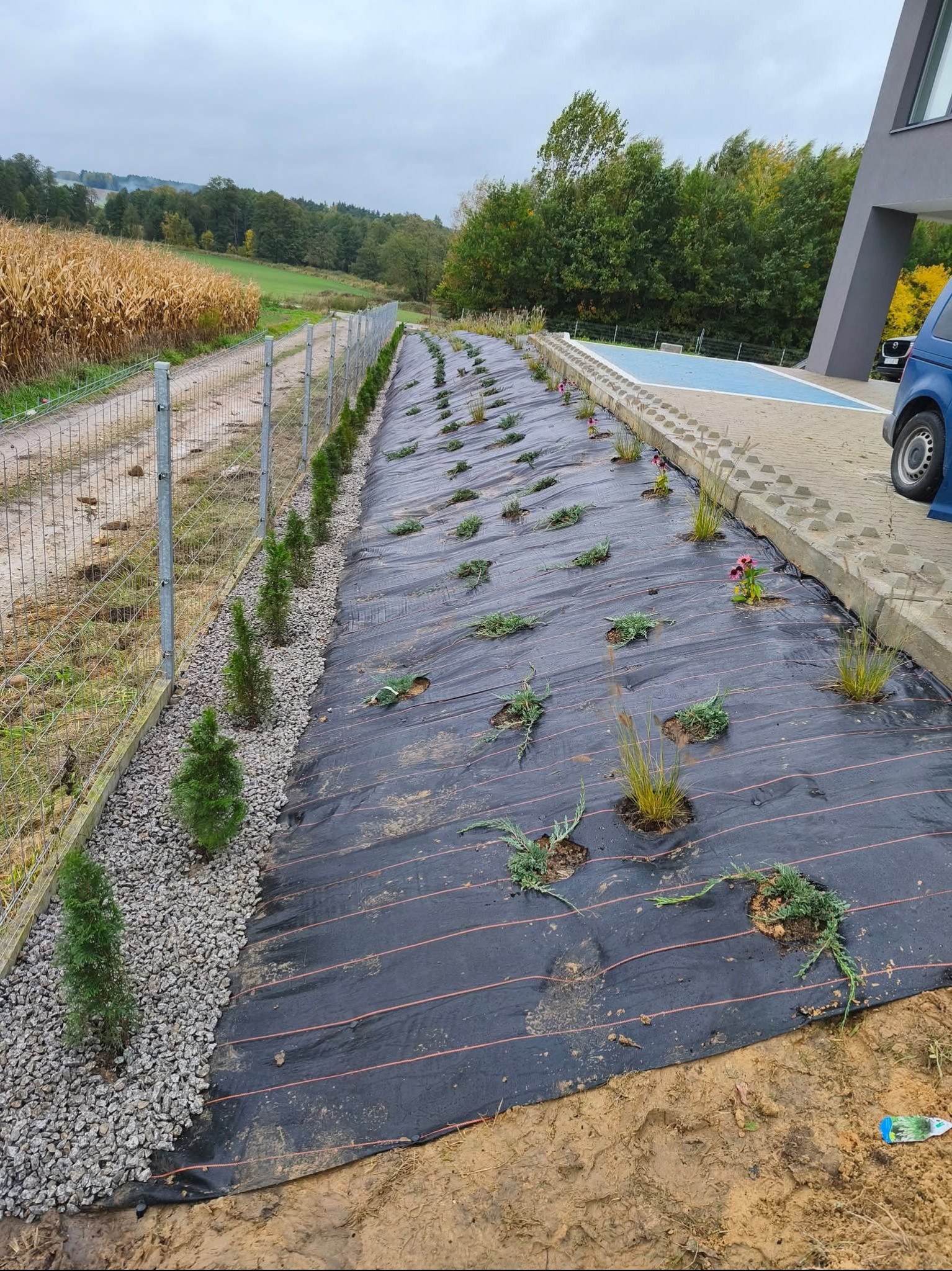 Świeżo posadzone tuje wzdłuż ogrodzenia, obok rozłożona agrowłóknina z nasadzeniami ozdobnych traw i kwiatów. W tle pole kukurydzy i zabudowania.