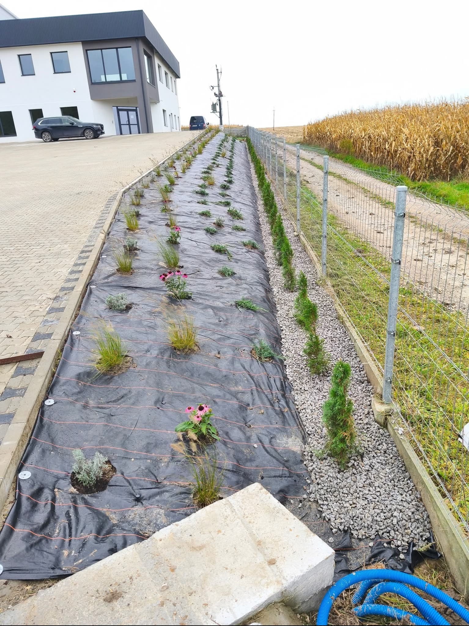 Sadzenie roślin na agrowłókninie w Nagłowicach. Widoczne małe drzewka, trawy ozdobne i kwiaty. W tle budynek i pole uprawne.