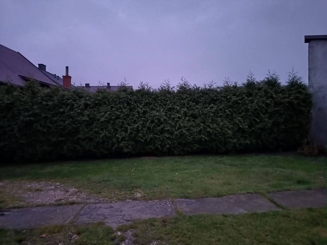 Równy żywopłot z tui szmaragd, oddzielający posesję od ulicy, na tle pochmurnego nieba. Widoczny fragment chodnika i trawnika. Regularne cięcie krzewów.