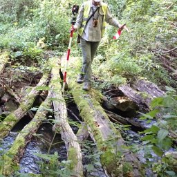 Geo-SKan Usługi Geodezyjno-Kartograficzne Stanisław Kurdybacha - Praca w terenie: Osoba z tyczką i tachimetrem przechodzi przez zwalone, omszałe drzewa nad strumieniem w Kołobrzegu. Trudne warunki pomiarowe.