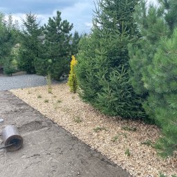 Przycinanie drzew Tarnów 2