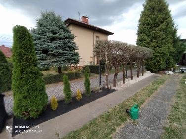 Uporządkowany ogród w Tarnowie: równo przycięte drzewa i krzewy, wysypane kamyki, iglaki. Widok na dom w tle, pochmurne niebo.