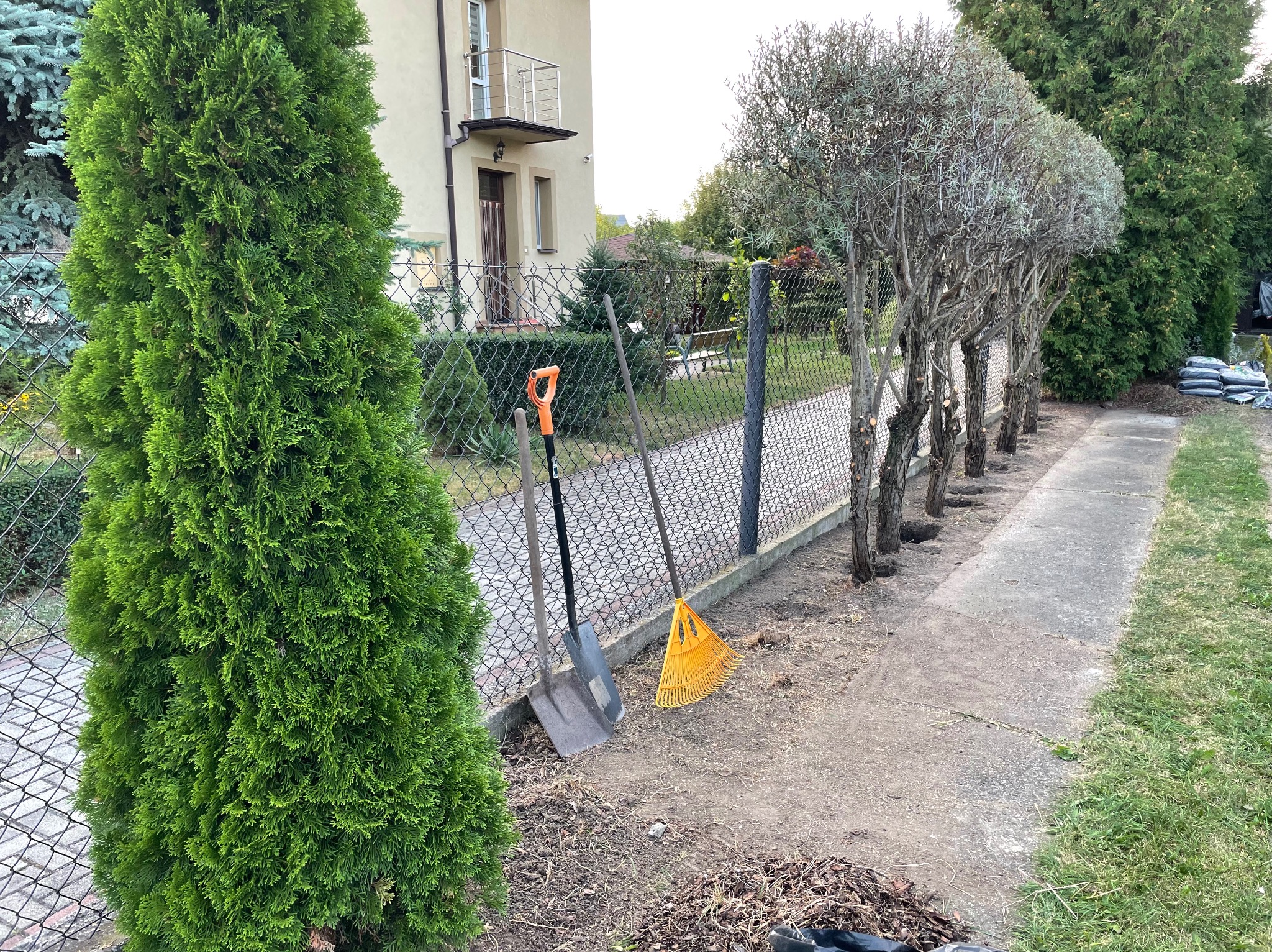 Rząd przyciętych drzew wzdłuż ogrodzenia, obok narzędzia ogrodnicze: łopata i grabie. W tle dom z balkonem i worki z ziemią. Widok na posesję.