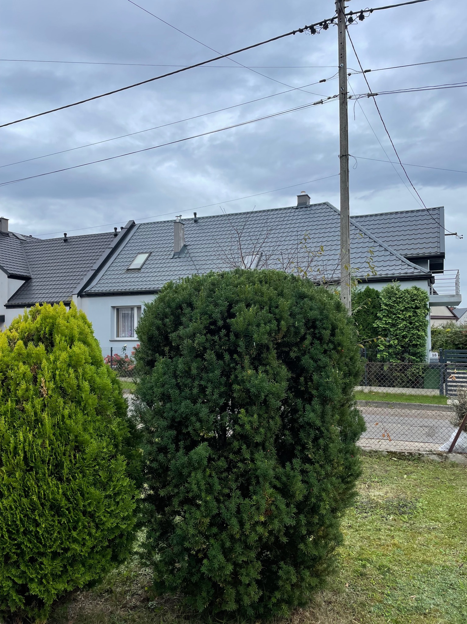 Zadbany ogród przed domem jednorodzinnym z dwoma krzewami iglastymi o różnych odcieniach zieleni, na tle szarej kostki dachowej i pochmurnego nieba.