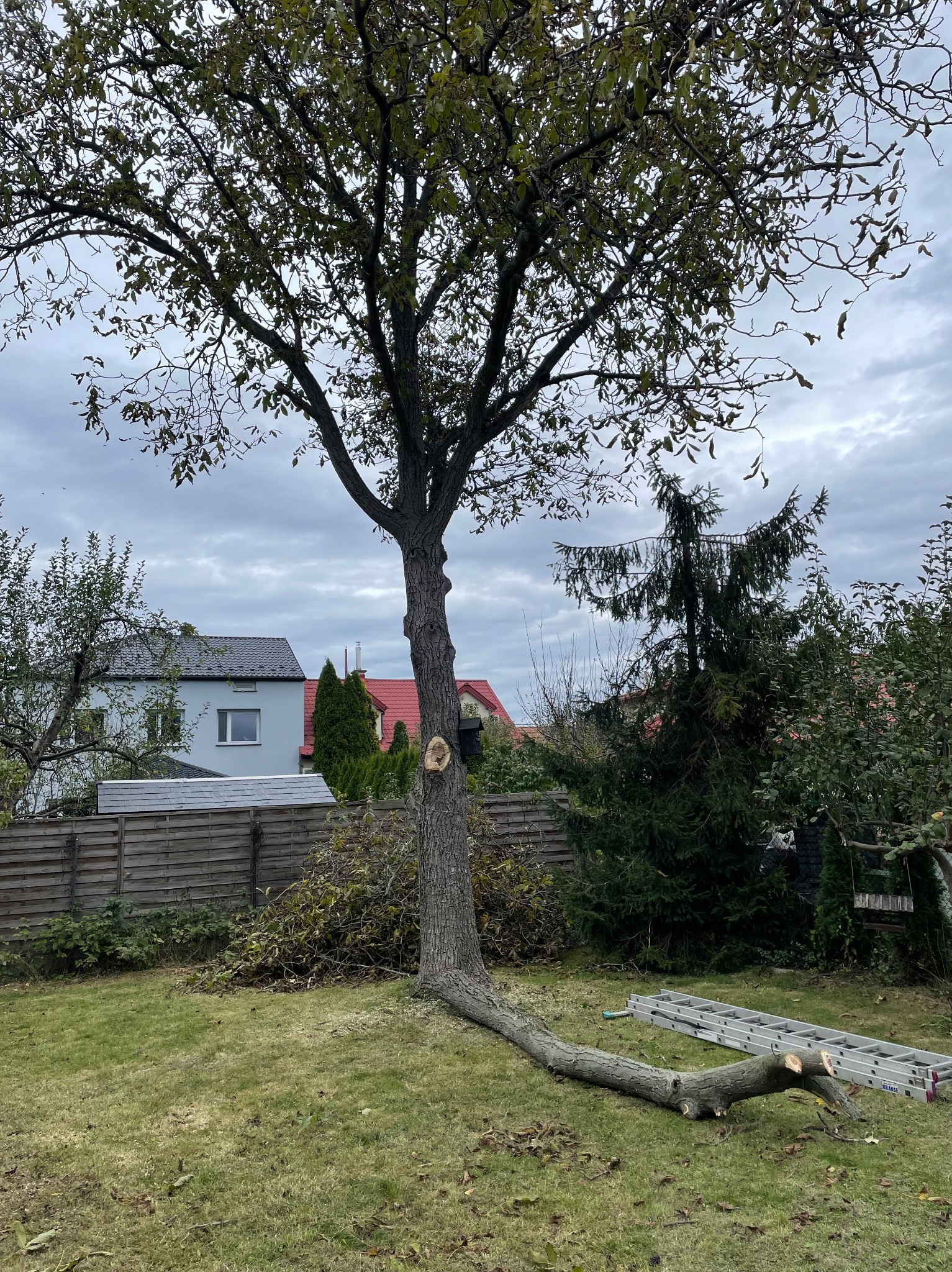 Drzewo po przycince z widocznym miejscem cięcia na pniu, obok leżąca odcięta gałąź i drabina na trawniku. W tle domy i pochmurne niebo.