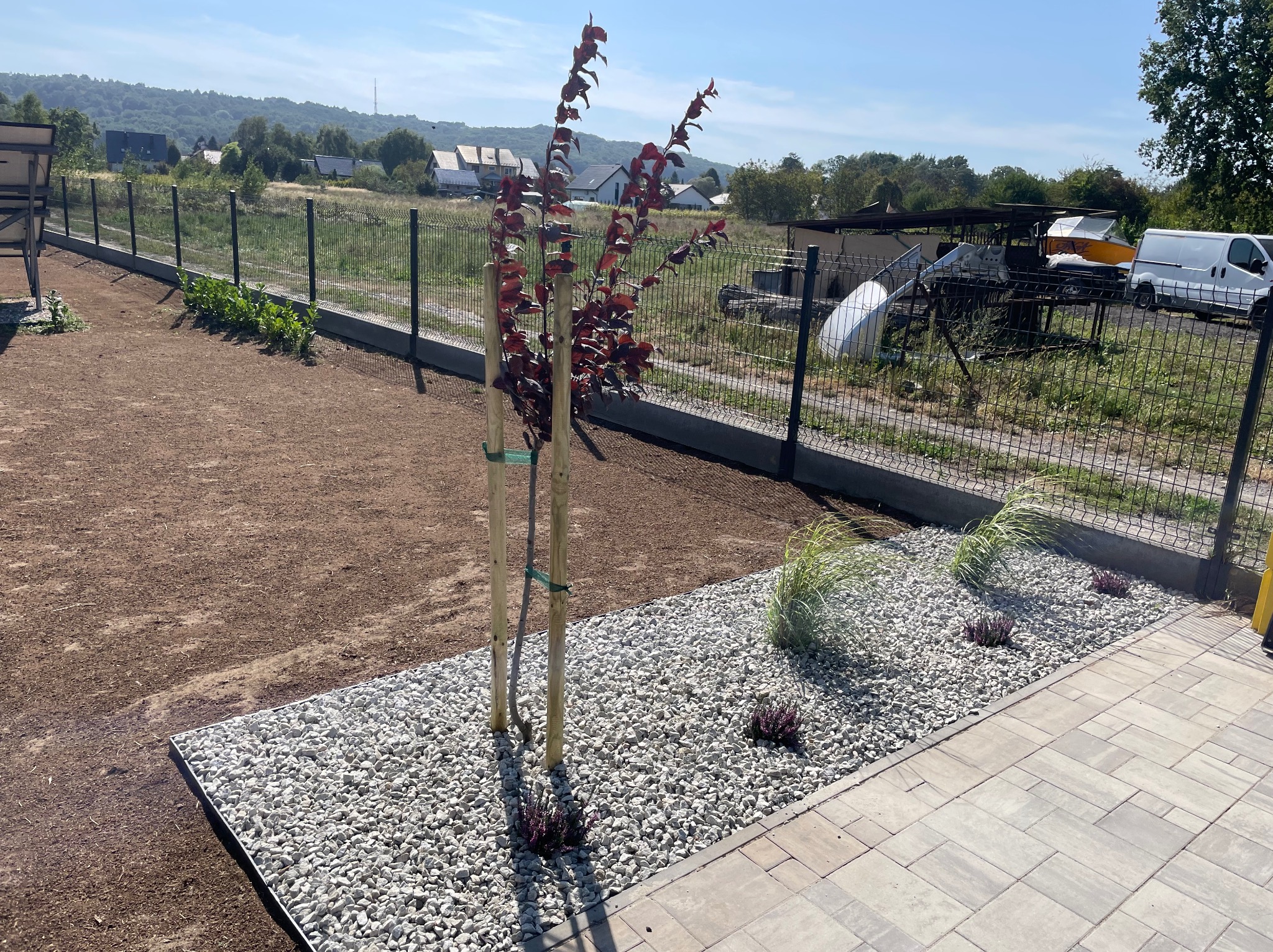 Świeżo posadzone drzewko z purpurowymi liśćmi, podparte drewnianymi palikami, otoczone białym żwirem i roślinami ozdobnymi. W tle ogrodzenie i zabudowa.