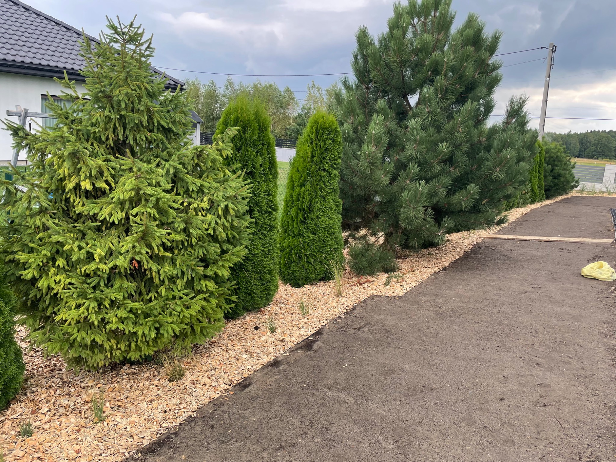 Uporządkowany ogród przydomowy z iglakami, wyściółkowany korą, z widocznym chodnikiem i fragmentem domu w tle, pod pochmurnym niebem.