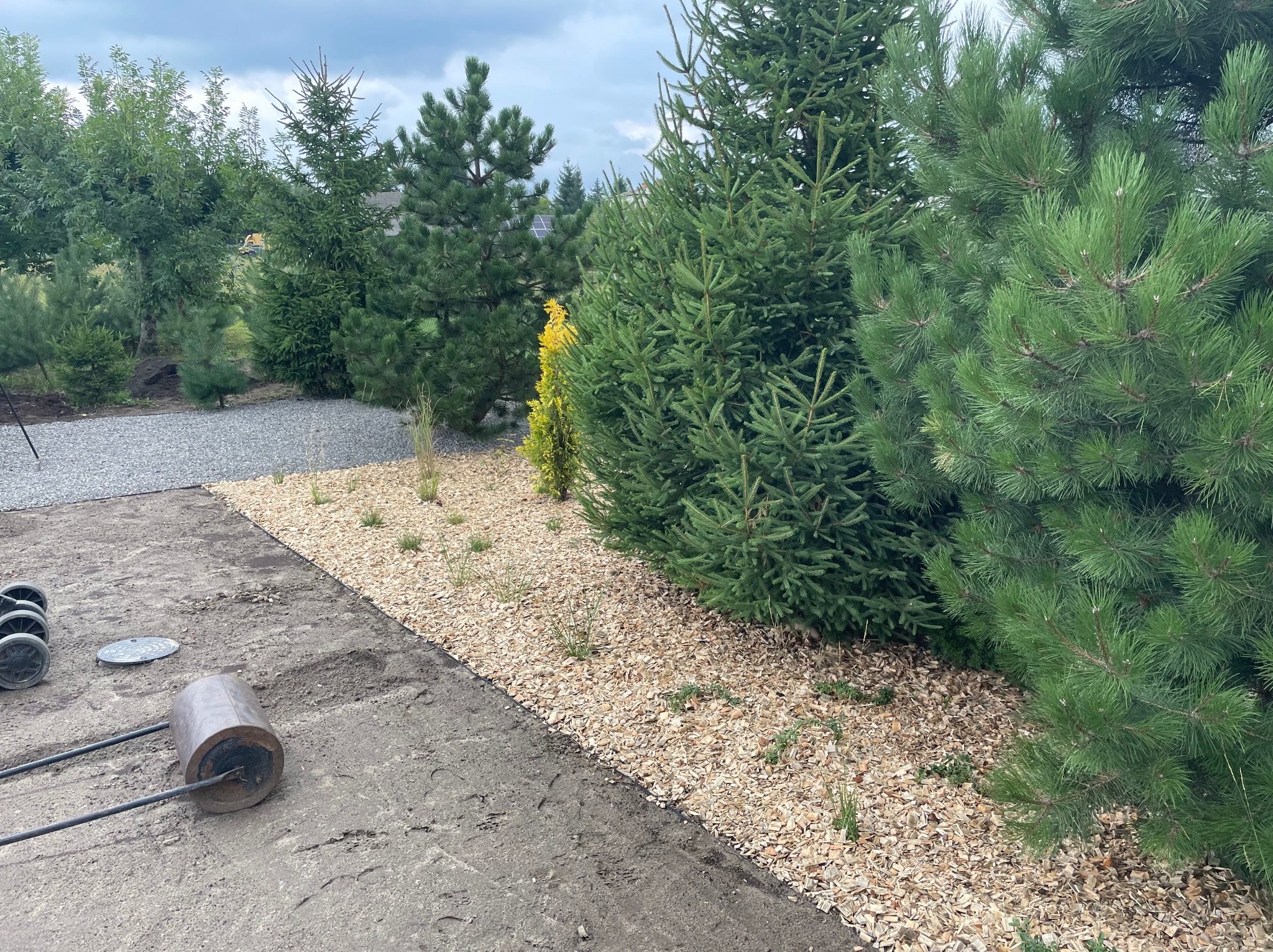 Przygotowanie terenu pod trawnik: wałowanie ziemi obok rabaty z korą i iglakami. W tle widoczny żwirowy podjazd i inne drzewa.